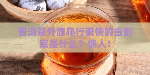 普洱茶外面爬行很快的虫