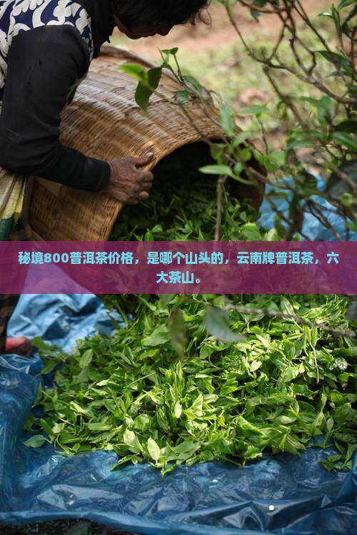 秘境800普洱茶