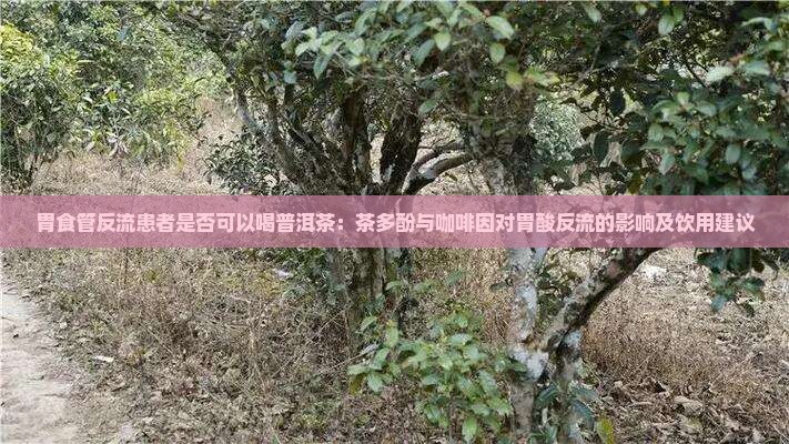 胃食管反流普洱茶