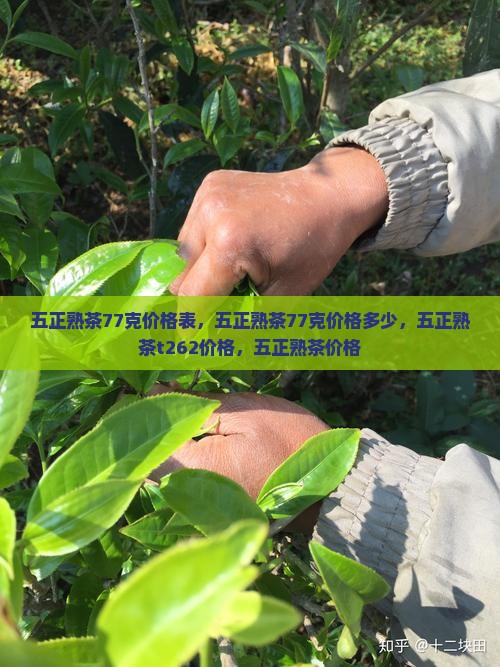 五正熟茶77克价格