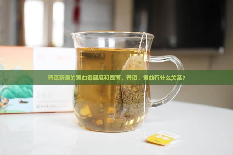 普洱茶里的黄曲霉