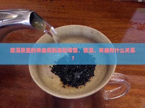 普洱茶里的黄曲霉