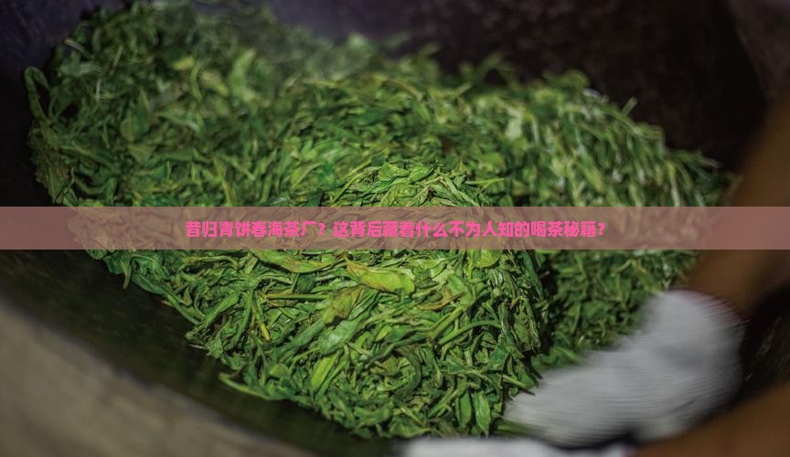 昔归青饼春海茶厂