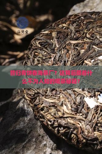 昔归青饼春海茶厂