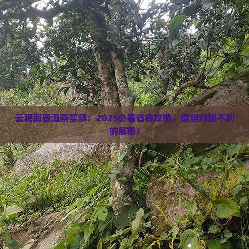 云骋润品牌普洱茶