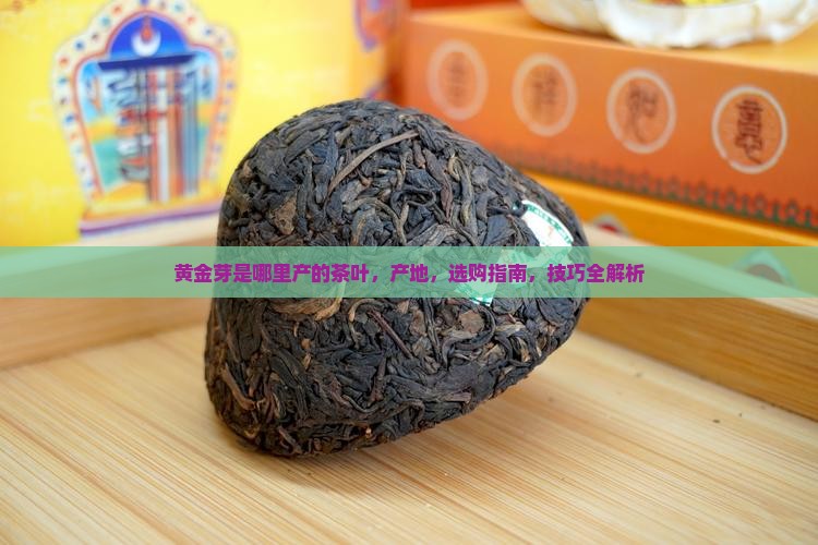 黄金芽是哪里产的茶叶