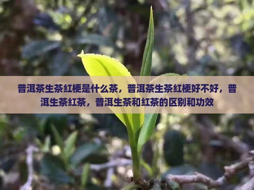 普洱茶生茶红梗