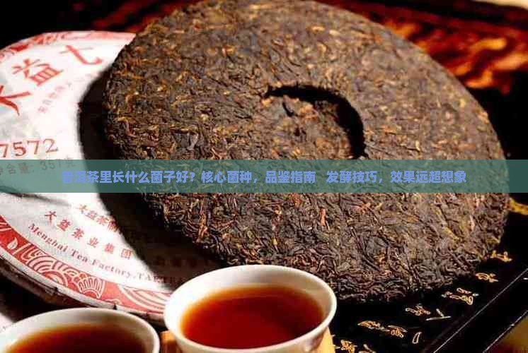 普洱茶里长什么菌子好