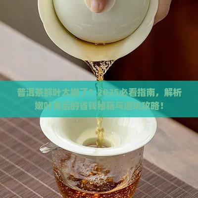 普洱茶鲜叶太嫩了