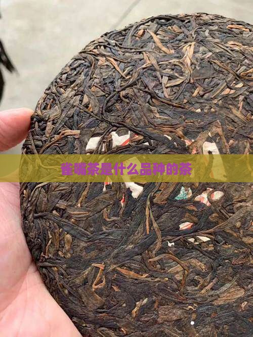 雀嘴茶是什么品种的茶