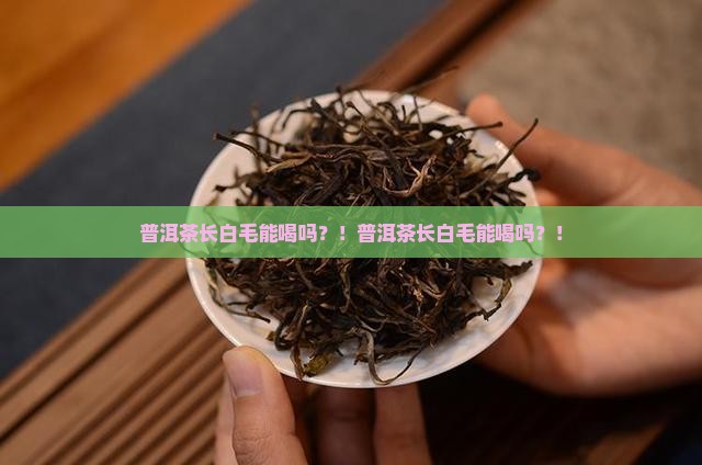 普洱茶长白毛能喝吗