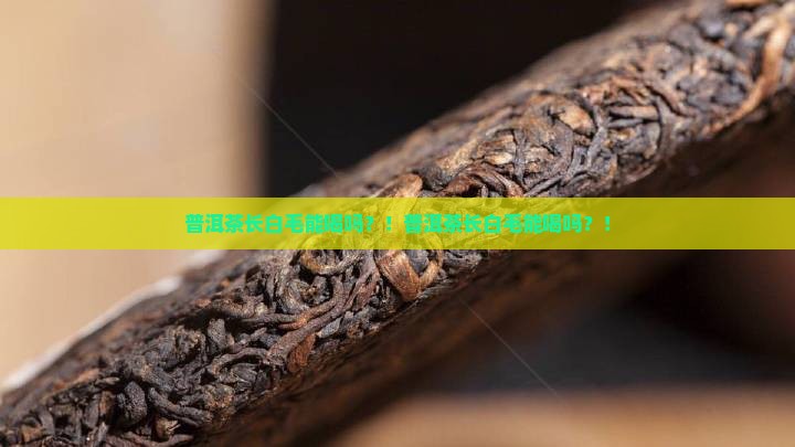 普洱茶长白毛能喝吗