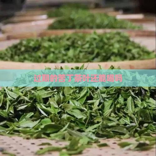 过期的苦丁茶叶还能喝吗