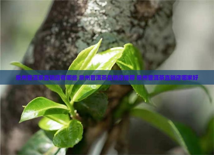 泉州普洱茶直销店有哪些