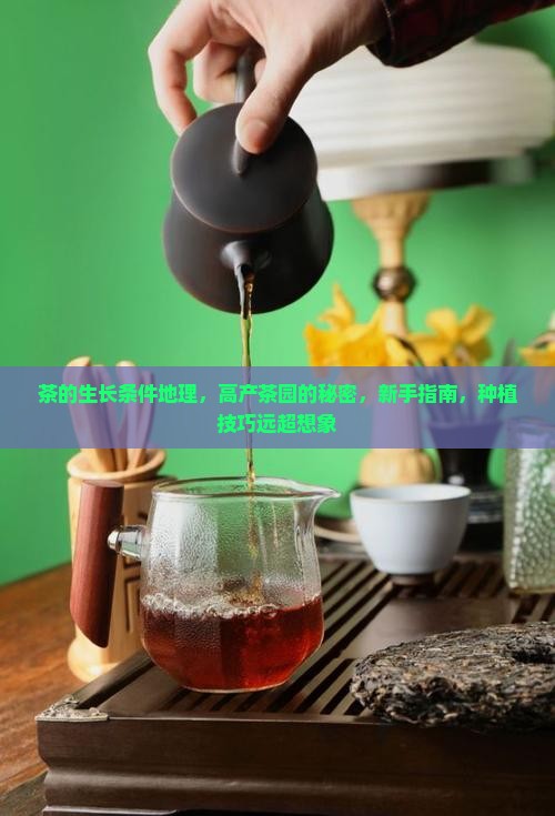 茶的生长条件地理