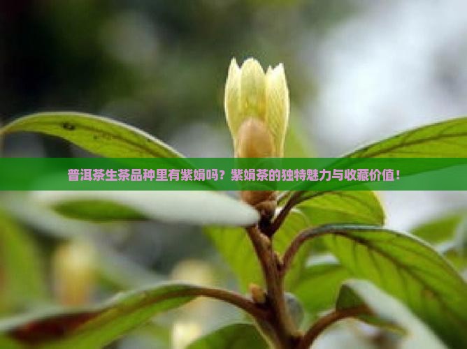 普洱茶生茶品种里有紫娟吗