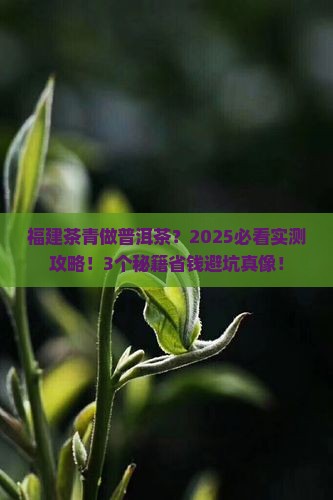 福建茶青可以做普洱茶