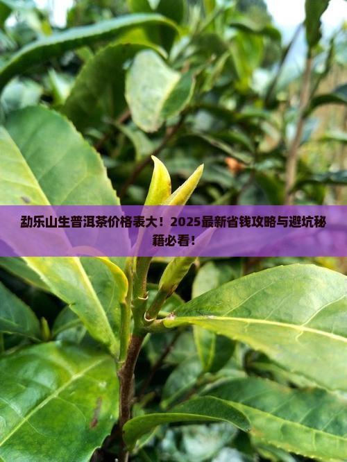 勐乐山生普洱茶价格表
