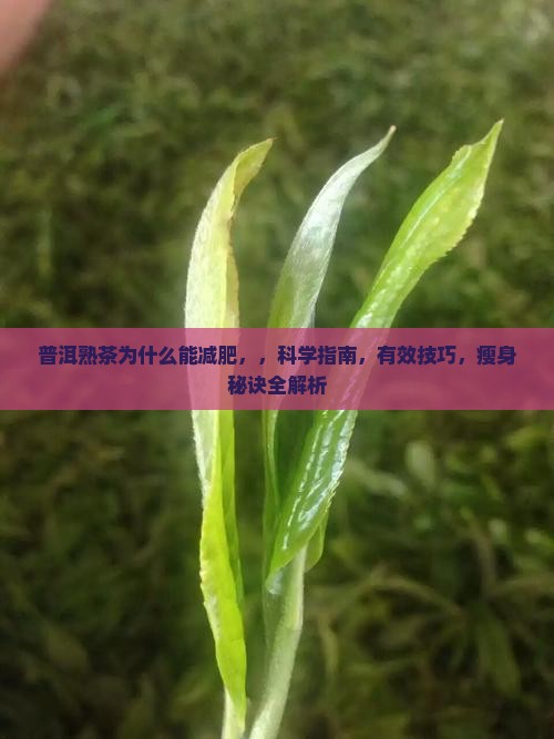 普洱熟茶为什么能减肥