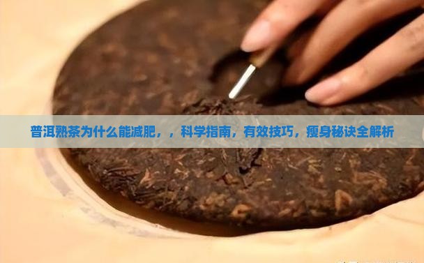 普洱熟茶为什么能减肥