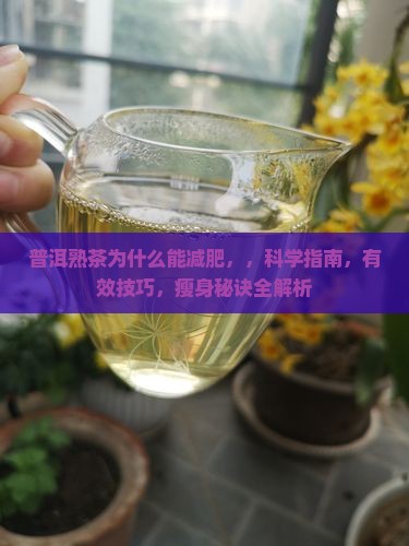 普洱熟茶为什么能减肥