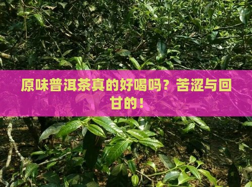原味普洱茶的味道特点