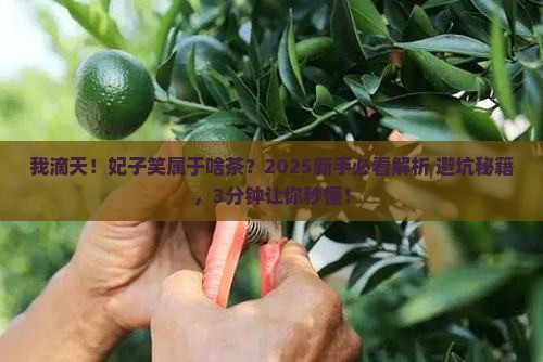 妃子笑属于什么茶