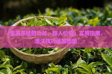 普洱茶枝的功效