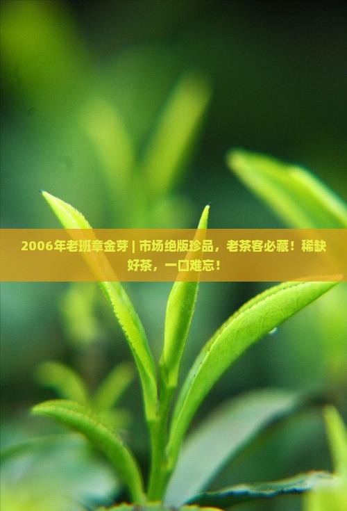 2006年老班章金芽