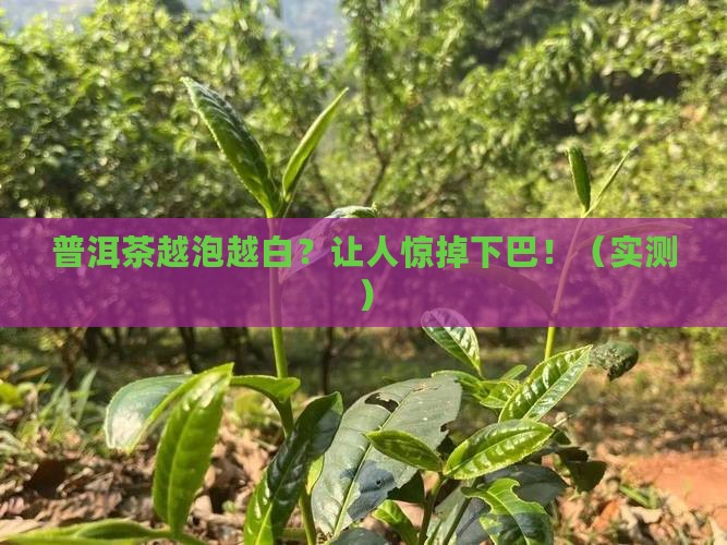 普洱茶为什么越泡越白