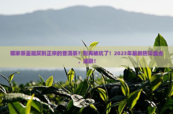 哪家茶壶能买到正宗的普洱茶
