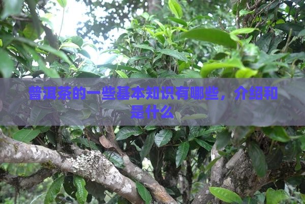 普洱茶的一些基本知识