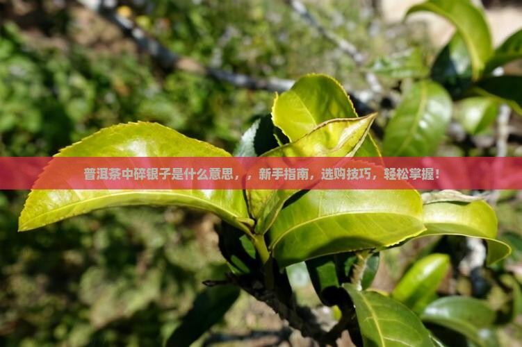 普洱茶中碎银子是什么意思