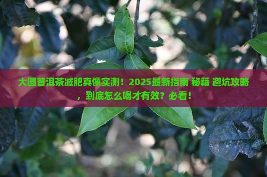 大圆普洱茶减肥