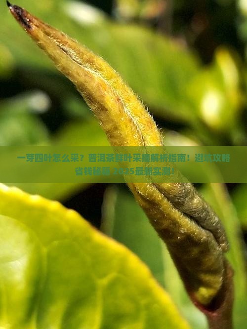 普洱茶鲜叶采摘一芽四叶