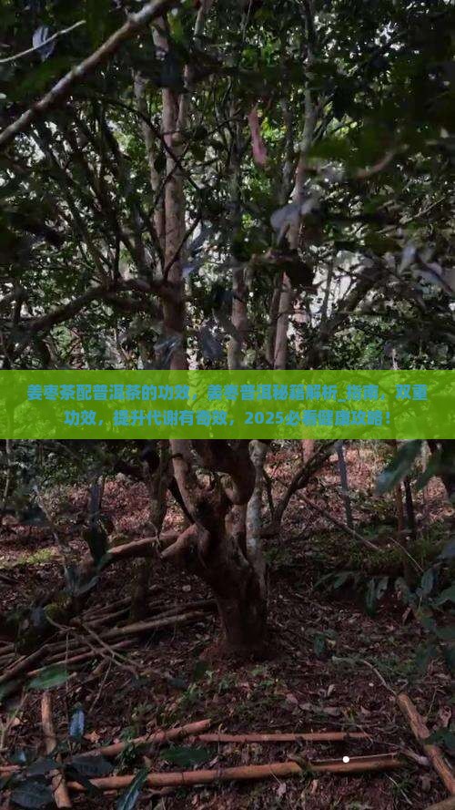 姜枣茶配普洱茶的功效