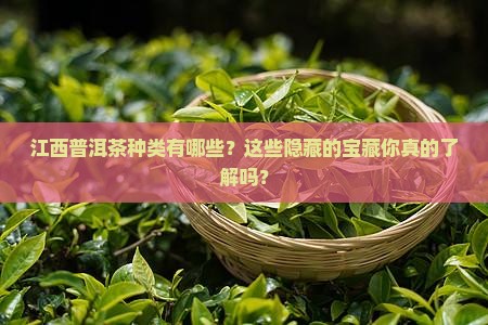 江西普洱茶种类