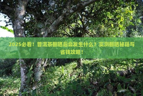 普洱茶翻晒后会怎样