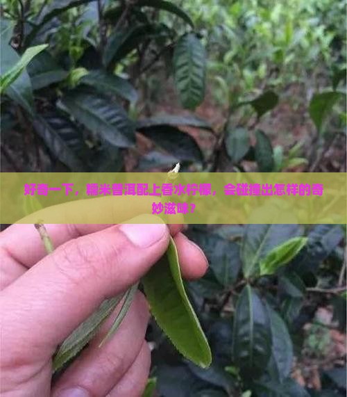 好奇一下，糯米普洱配上香水柠檬，会碰撞出怎样的奇妙滋味？