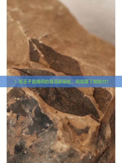 ！茶王子直播间的普洱茶秘密，到底藏了啥魅力？
