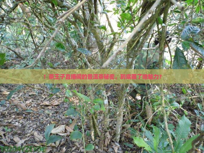 ！茶王子直播间的普洱茶秘密，到底藏了啥魅力？
