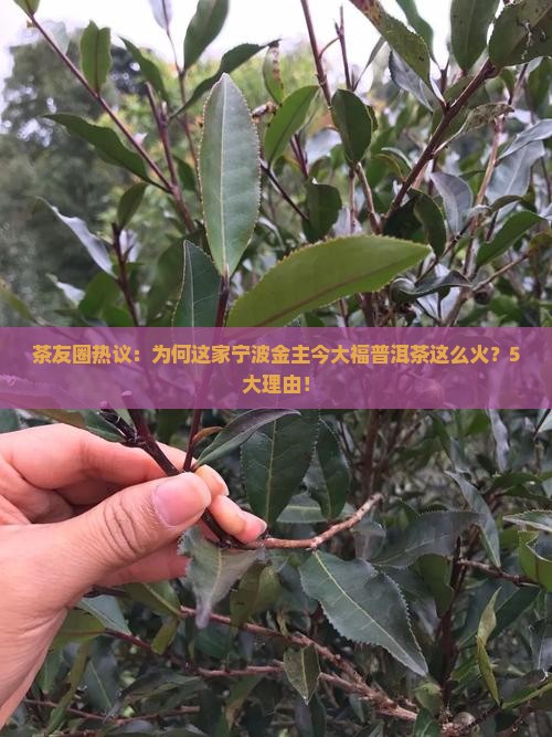 茶友圈热议：为何这家宁波金主今大福普洱茶这么火？5大理由！