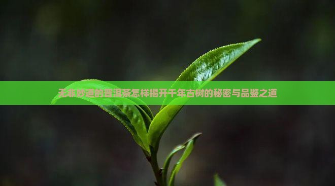 无非妙道的普洱茶怎样揭开千年古树的秘密与品鉴之道