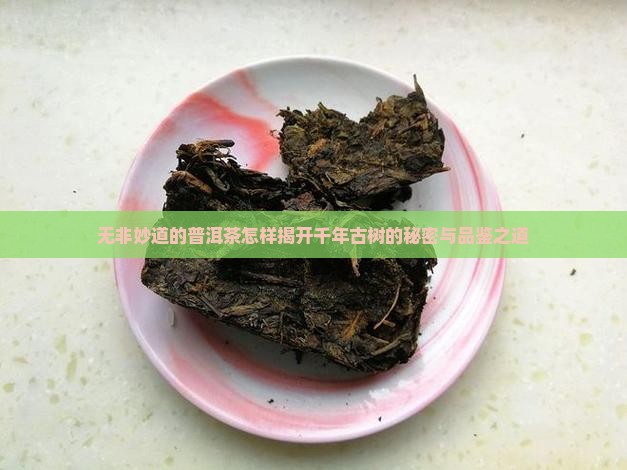 无非妙道的普洱茶怎样揭开千年古树的秘密与品鉴之道