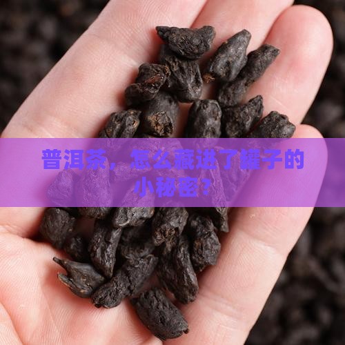 普洱茶，怎么藏进了罐子的小秘密？