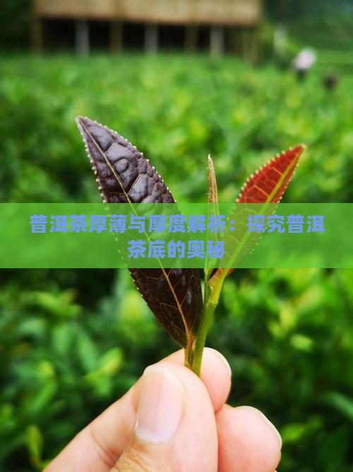 普洱茶厚薄与厚度解析：探究普洱茶底的奥秘