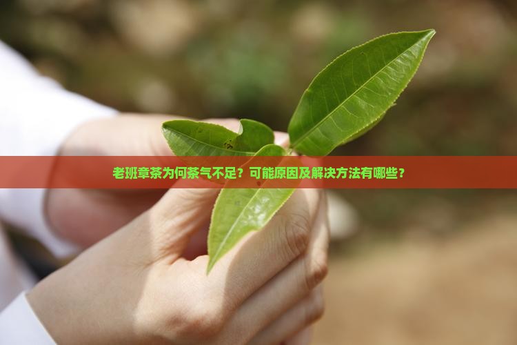 老班章茶为何茶气不足？可能原因及解决方法有哪些？