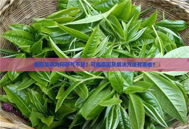 老班章茶为何茶气不足？可能原因及解决方法有哪些？