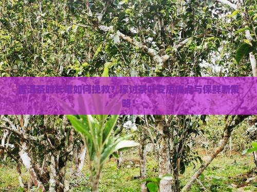 普洱茶时长霉如何挽救？探讨茶叶变质痛点与保鲜新策略！