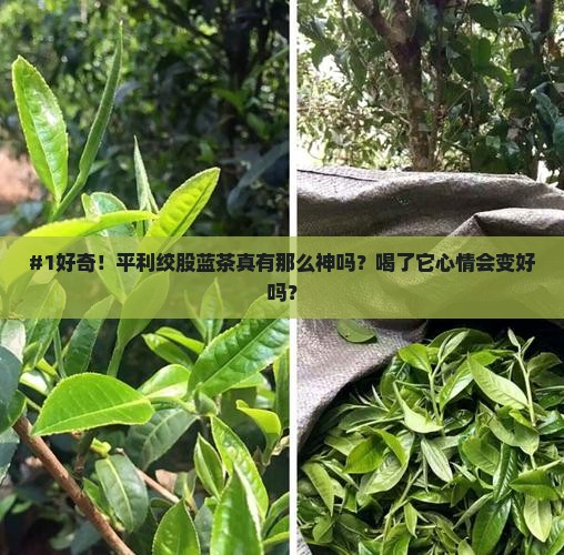#1好奇！平利绞股蓝茶真有那么神吗？喝了它心情会变好吗？